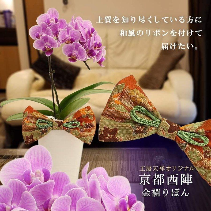 ミニ胡蝶蘭 ミディ胡蝶蘭 選べるリボン3色 和装りぼん マイクロ胡蝶蘭