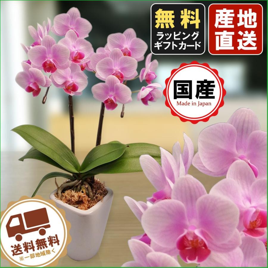 ミニ胡蝶蘭 リボンギフト 胡蝶蘭 ミニ 胡蝶蘭 ミディ 胡蝶蘭 3号鉢 2本立 ライトピンク お花 プレゼント 開店祝い 母の日 お祝い 贈り物 父の日 :siina000003f200-lpink:人形広場 雛人形・五月人形専門店 - 通販 - Yahoo!ショッピング ミニ胡蝶蘭 リボンギフト 胡蝶蘭 ミニ 胡蝶蘭 ミディ 胡蝶蘭 3号鉢 2本立 ライトピンク お花 プレゼント 開店祝い 母の日 お祝い 贈り物 父の日 :siina000003f200-lpink:人形広場 雛人形・五月人形専門店 - 通販 - Yahoo!ショッピング