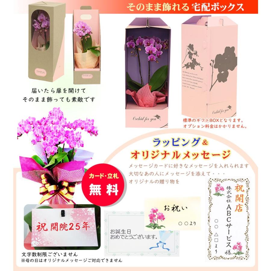ミニ胡蝶蘭 ギフト 3号鉢 2本立 ピンク03 送料無料 お花 プレゼント お祝い 生花 鉢植え 開店祝い 父の日 敬老の日 おじいちゃん おばあちゃん 贈り物 Siinaf0 Pink02 人形広場 雛人形 五月人形専門店 通販 Yahoo ショッピング
