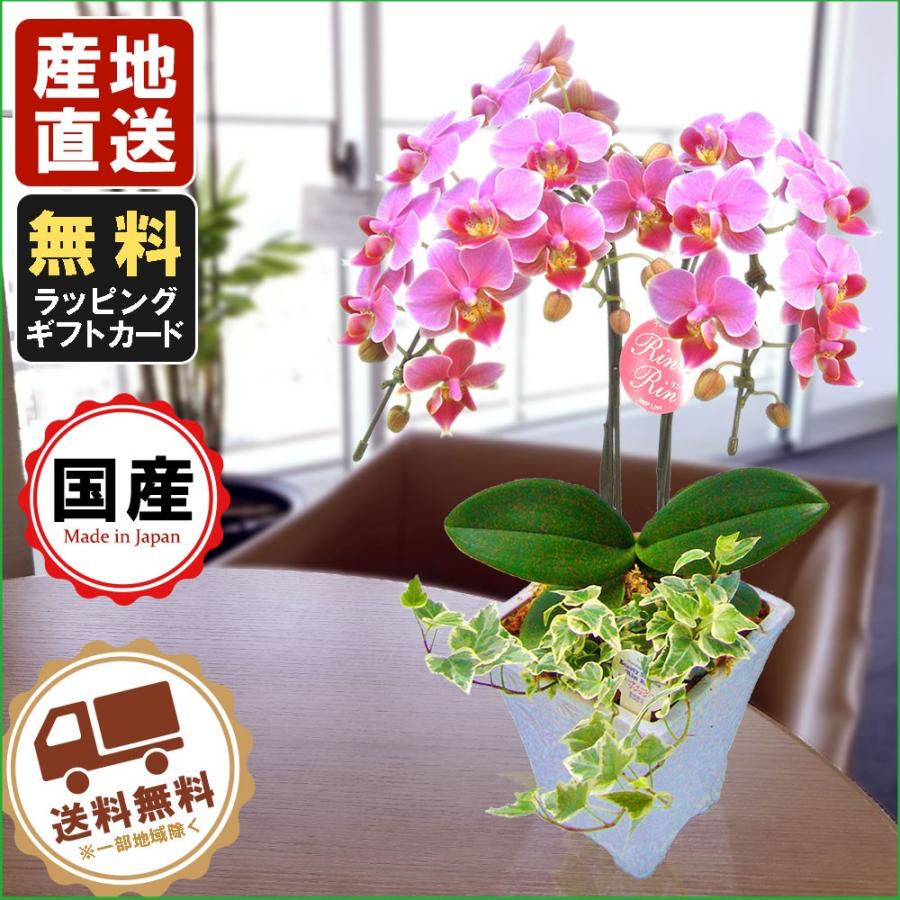 ミニ胡蝶蘭 ギフト 胡蝶蘭 ミニ ミディ 5号鉢 2本立 観葉寄せ ピンク