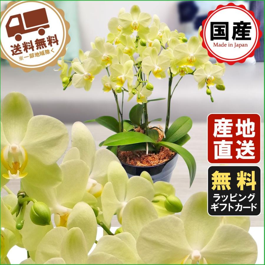ミニ胡蝶蘭 ギフト 胡蝶蘭 ミニ ミディ 6号鉢 3本立 イエロー お花