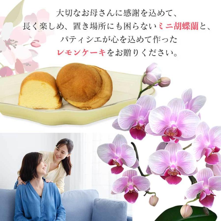 母の日 早割 プレゼント ギフト 2wayテーブルボックス入り 1本立 ピンク とレモンケーキ2つのセット 生花 花鉢 ミニ胡蝶蘭 鉢植え スイーツ Siina00bx00f100 Pink Ck 人形広場 雛人形 五月人形専門店 通販 Yahoo ショッピング