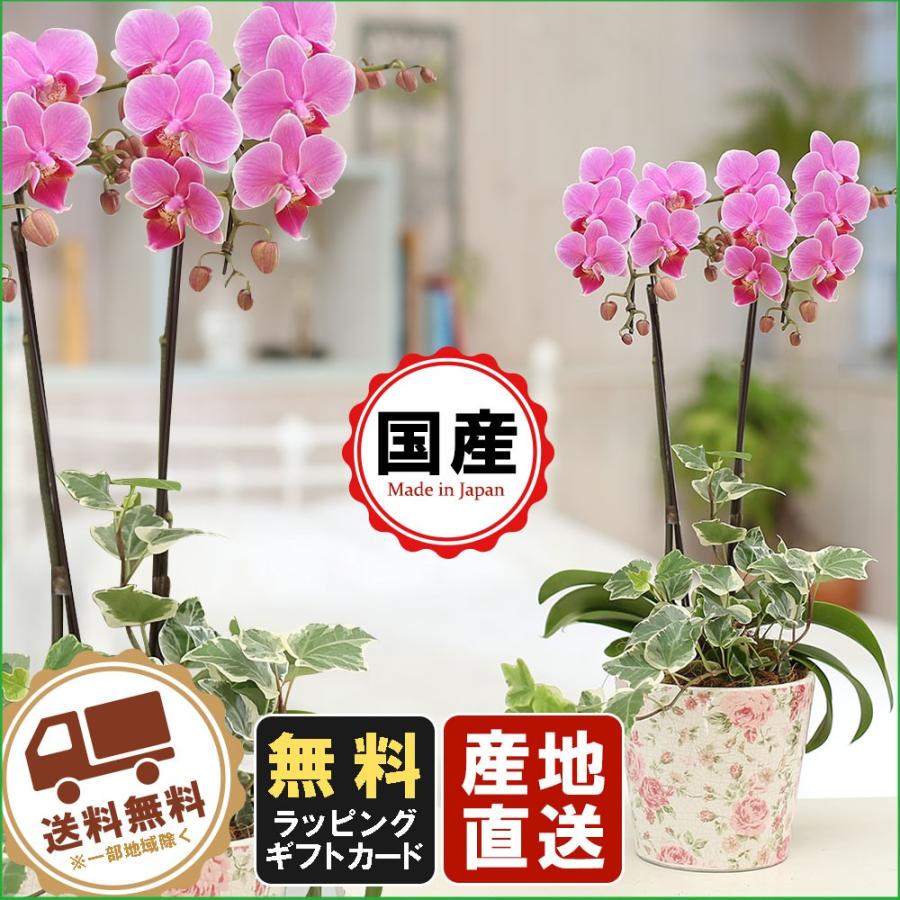 あみぐるみ】胡蝶蘭 ピンク花 ※植木鉢セット 【公式通販】