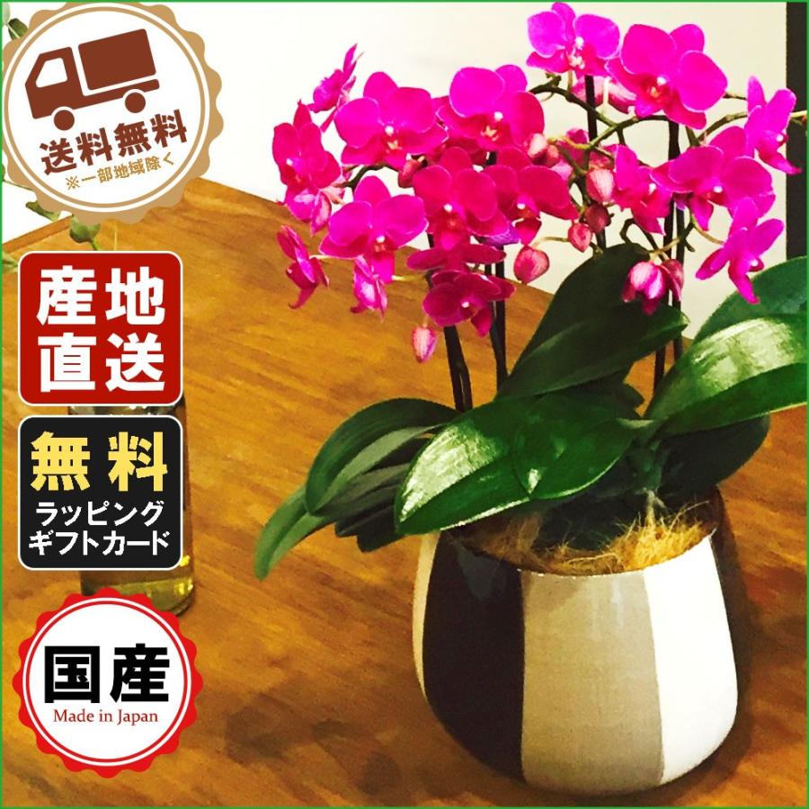 立派♡トキワマンサク♡七彩♡8寸鉢♡ 花 鉢植え