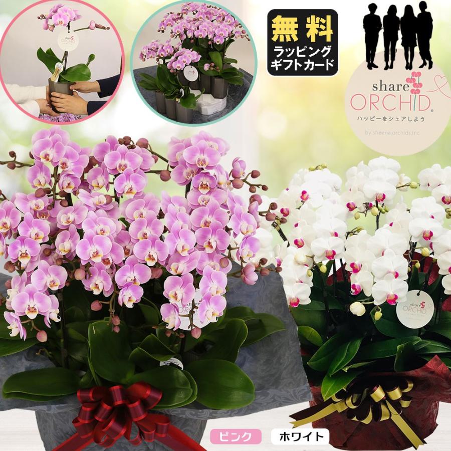 ミニ胡蝶蘭 開店祝いに ギフト ミニ胡蝶蘭 鉢花 シェアオーキッド お歳暮 10