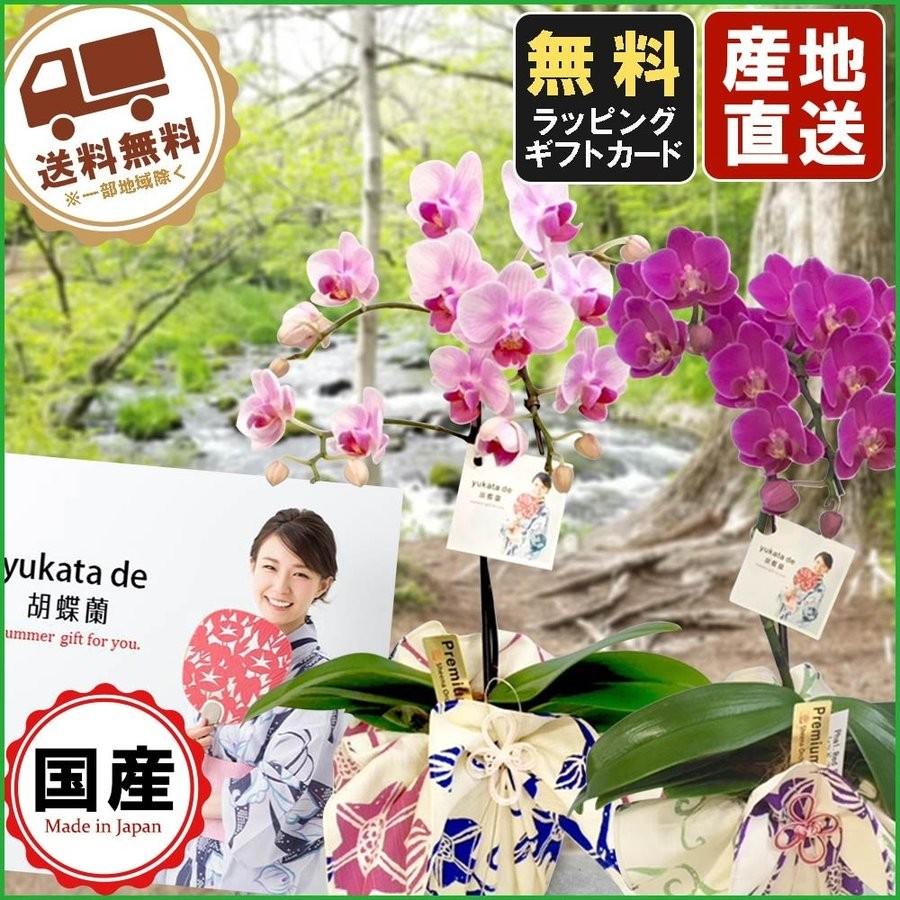 未使用 ミニ胡蝶蘭 ギフト 胡蝶蘭 ミニ ミディ Yukata De 4号鉢植え 1本立て ピンク ライトピンク 花 プレゼント 開店祝い 母の日 父の日