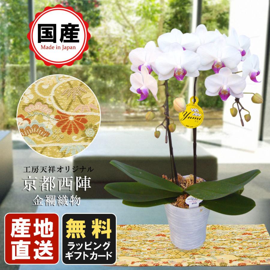 ミニ胡蝶蘭 ギフト 天祥オリジナル 京都西陣金襴織物仕立花器敷物 ミディー胡蝶蘭 4号鉢 2本立 ホワイト ラッピング お花 プレゼント お祝い 父の日 Siinama0004f0 White 人形広場 雛人形 五月人形専門店 通販 Yahoo ショッピング