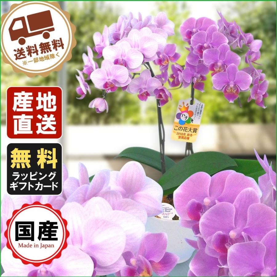 ミニ胡蝶蘭 ギフト 胡蝶蘭 ミニ 胡蝶蘭 ミディ 胡蝶蘭 リンラン寄せ 4 5号