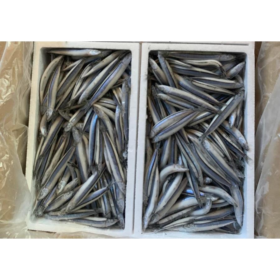 日本正規代理店品 国産冷凍キビナゴ 1キロ 釣り餌 500グラムスチロール小分け Supplystudies Com