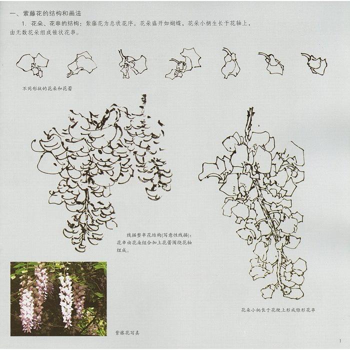 水墨画 / 水墨画集 中国画集 墨彩画 絵手紙 日本画 [紫藤] : 黄河文化