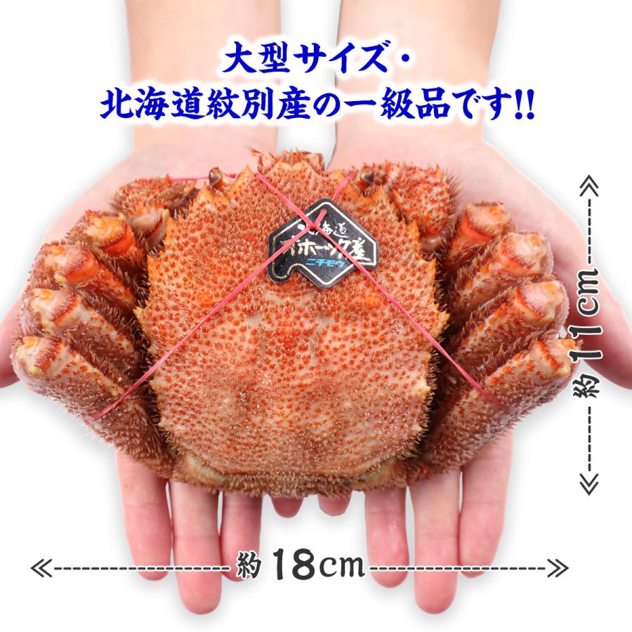 甲羅組 北海道産ボイル毛がに570g前後×1尾 毛蟹 毛ガニ 甲羅組 北海道産ボイル毛がに570g前後×1尾 毛蟹 毛ガニ