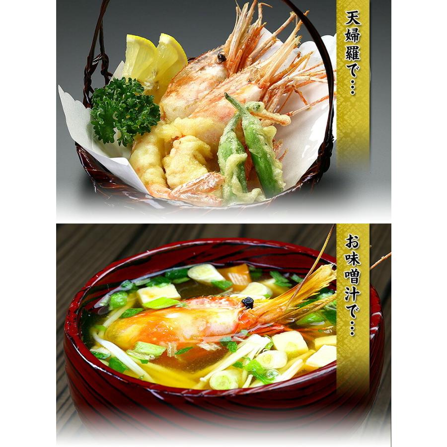 希少な特大サイズを厳選 子持ち ぼたんえび 1kg（約15〜20尾前後