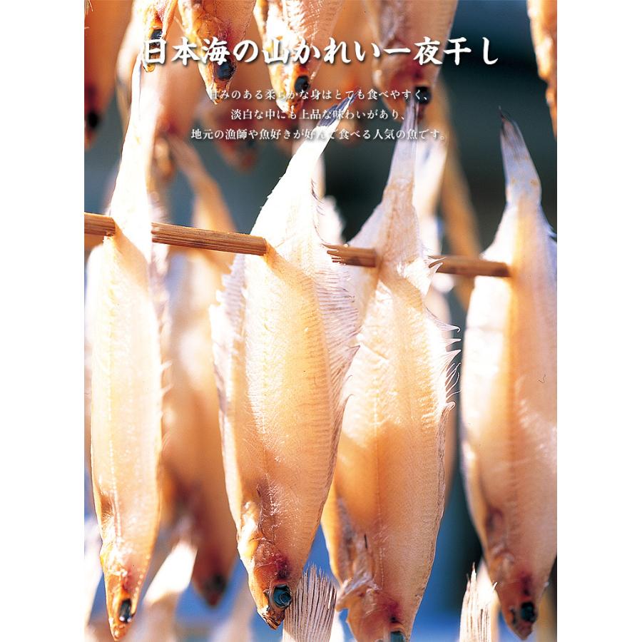 カレイ かれい 訳あり 甘みのある柔らかな身と上品な旨みが絶品！ 日本海の 山かれい 一夜干し 1kg 干物  FF｜kouragumi｜04