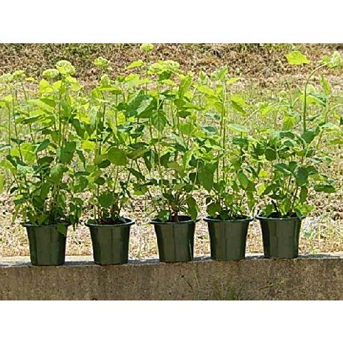 アジサイアナベル 梅雨時期に咲 A B00koz3juo 2617 アジサイアナベル 開花します アナベル苗 ５本セットのアナベルで A B00koz3juo 2617 大苗 自宅がアナベルのお庭に 光臨謝