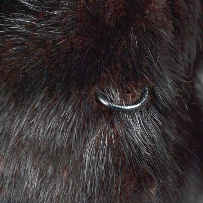 KESKA コート 毛皮 オシャレ ブラウン : kousei brand shop - 通販