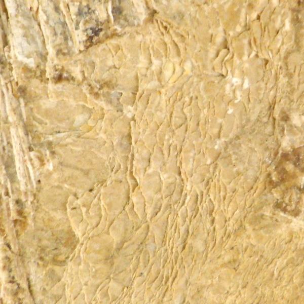 化石 魚類 魚 古代 パワーストーン 天然石 鑑賞石 原石 置物 オブジェ