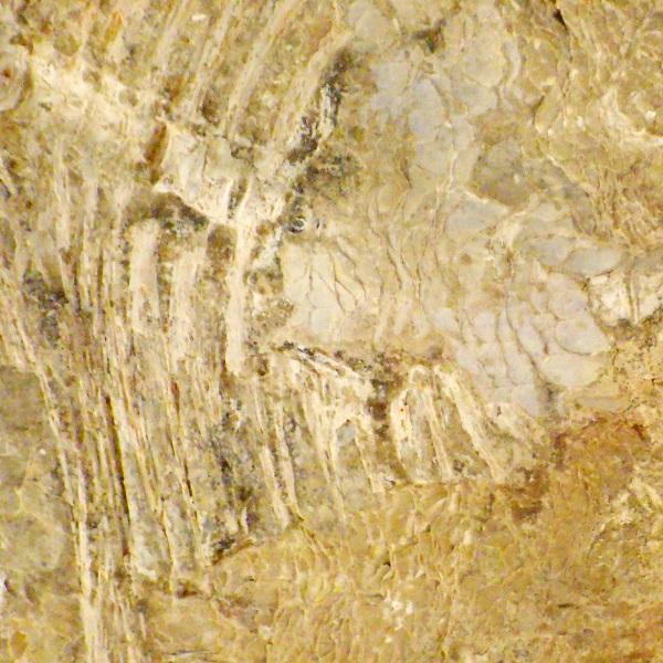 化石 魚類 魚 古代 パワーストーン 天然石 鑑賞石 原石 置物 オブジェ