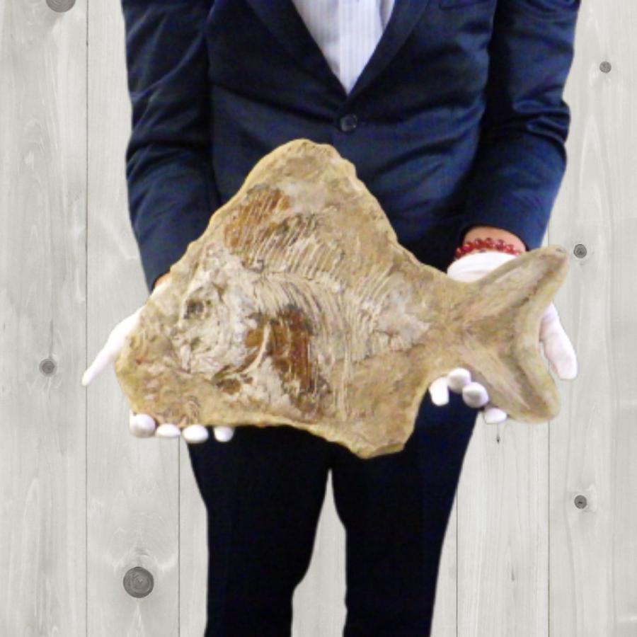 ◾️ 魚 化石 標本 21cm｜天然ヴィンテージ オブジェ インテリア ◾️ 魚 化石 標本 21cm｜天然ヴィンテージ オブジェ インテリア
