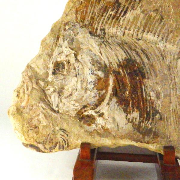 ◾️ 魚 化石 標本 21cm｜天然ヴィンテージ オブジェ インテリア ◾️ 魚 化石 標本 21cm｜天然ヴィンテージ オブジェ インテリア