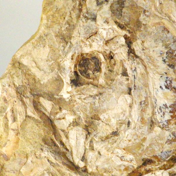 鑑賞石 天然石 木化石 梅化石など 置物 12点まとめて C R6254C 鑑賞