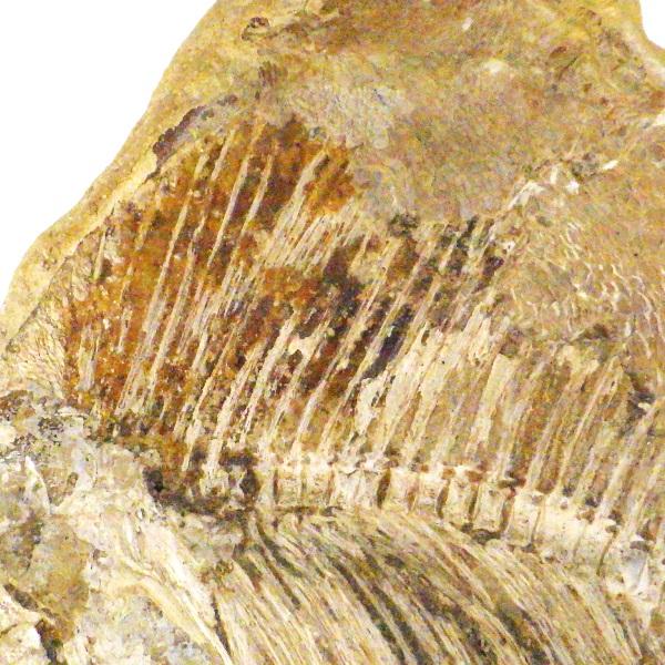 化石 魚類 魚 古代 パワーストーン 天然石 鑑賞石 原石 置物 オブジェ