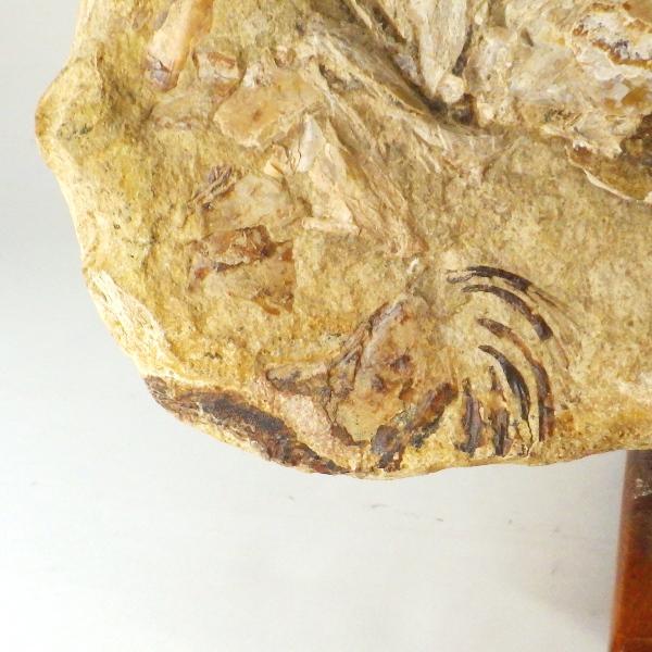 化石 魚類 魚 古代 パワーストーン 天然石 鑑賞石 原石 置物 オブジェ