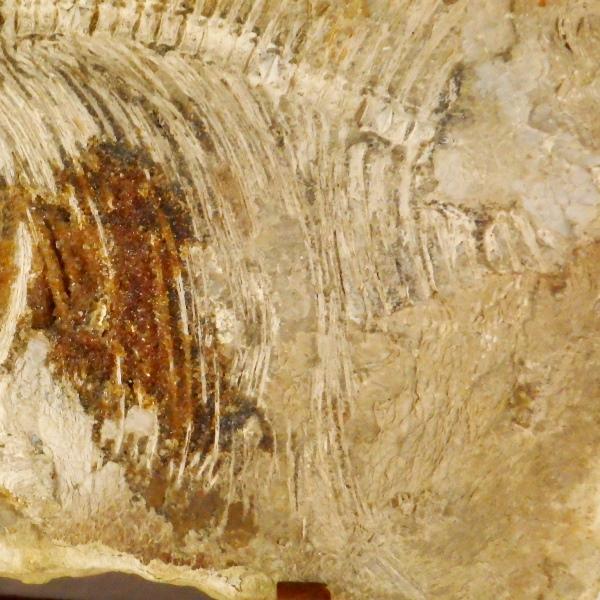 化石 魚類 魚 古代 パワーストーン 天然石 鑑賞石 原石 置物 オブジェ