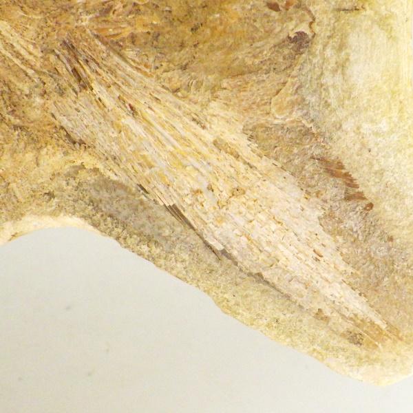 骨董品　化石風　魚の置物 heizi アクアリウム 石 水槽 オブジェ 魚 隠れ家 オーナメント