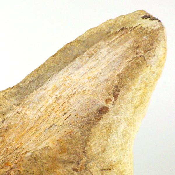 化石 魚類 魚 古代 パワーストーン 天然石 鑑賞石 原石 置物 オブジェ