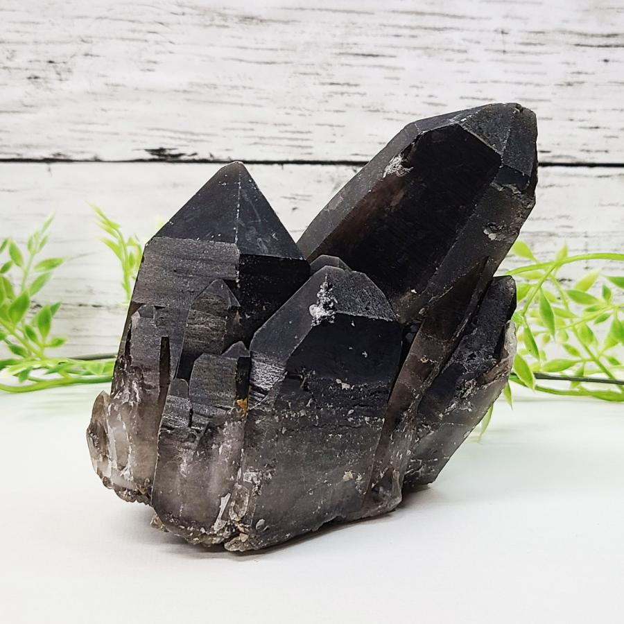 【希少】モリオン シトリン 共生 クラスター 原石 黒水晶 魔除け 金運 開運 モリオン 黒水晶 原石 魔除け パワーストーン 天然石 置物 信頼