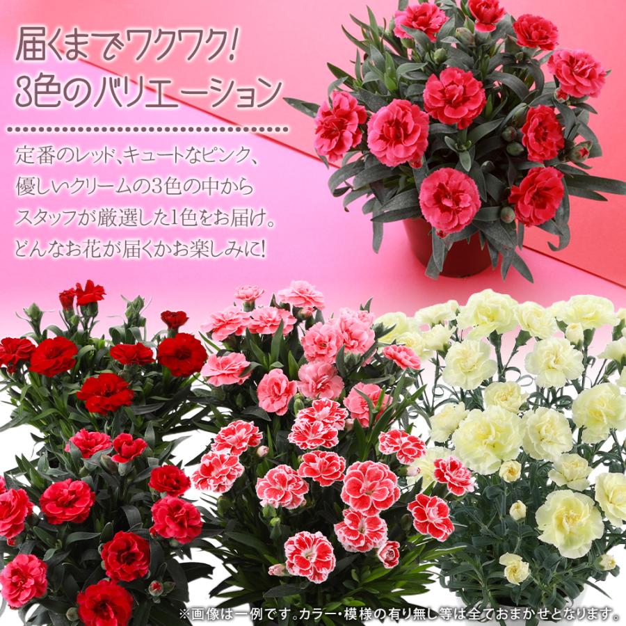 セール中 送料無料 生産直送 カーネーション 鉢植え 3.5号・5号鉢
