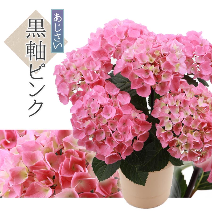 アジサイ　5寸4種4鉢　紫陽花 黒軸ピンク 送料無料 生産直送 あじさい 鉢植え 4号・5号鉢サイズ fw