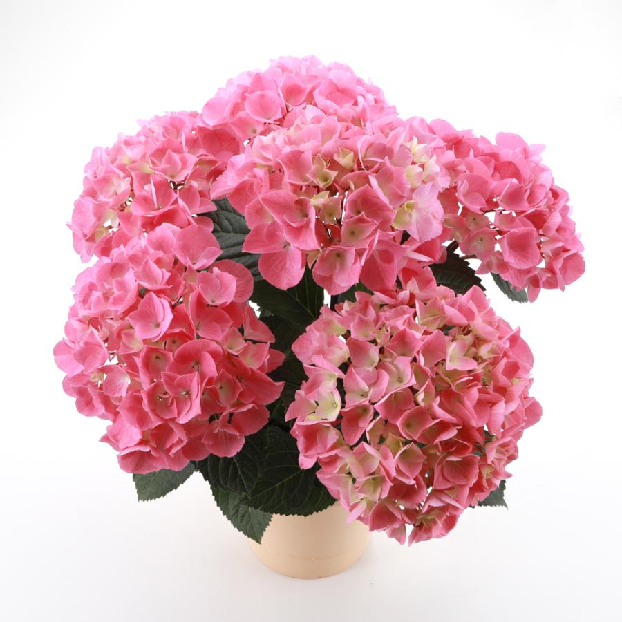 黒軸ピンク 送料無料 生産直送 あじさい 鉢植え 4号・5号鉢サイズ fw