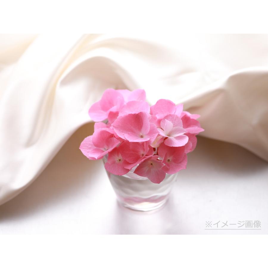 黒軸ピンク 送料無料 生産直送 あじさい 鉢植え 4号・5号鉢サイズ fw