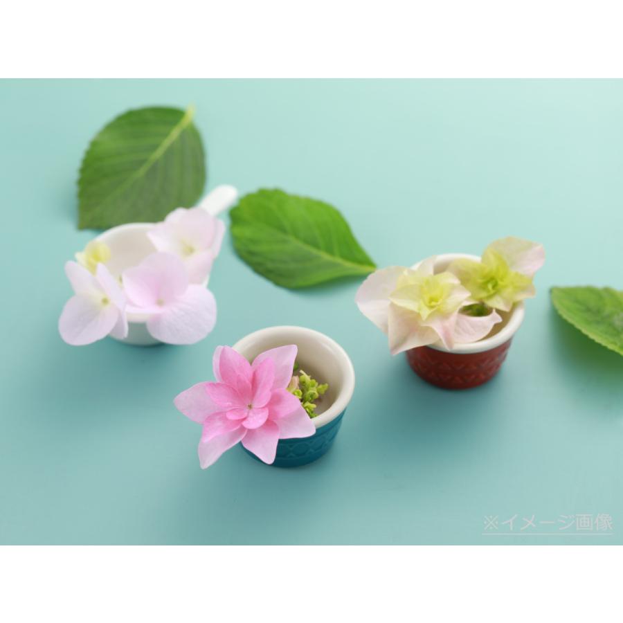 黒軸ピンク 送料無料 生産直送 あじさい 鉢植え 4号・5号鉢サイズ fw