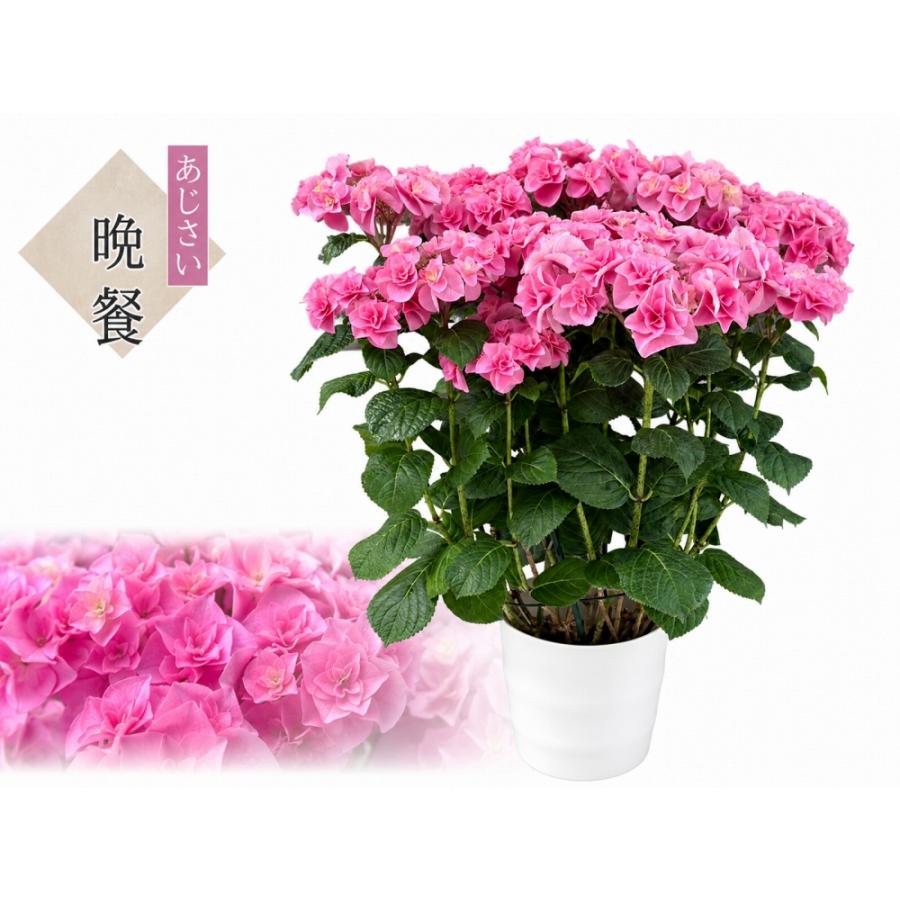 最高の晩餐 送料無料 生産直送 あじさい 鉢植え 7号鉢サイズ fw-4h