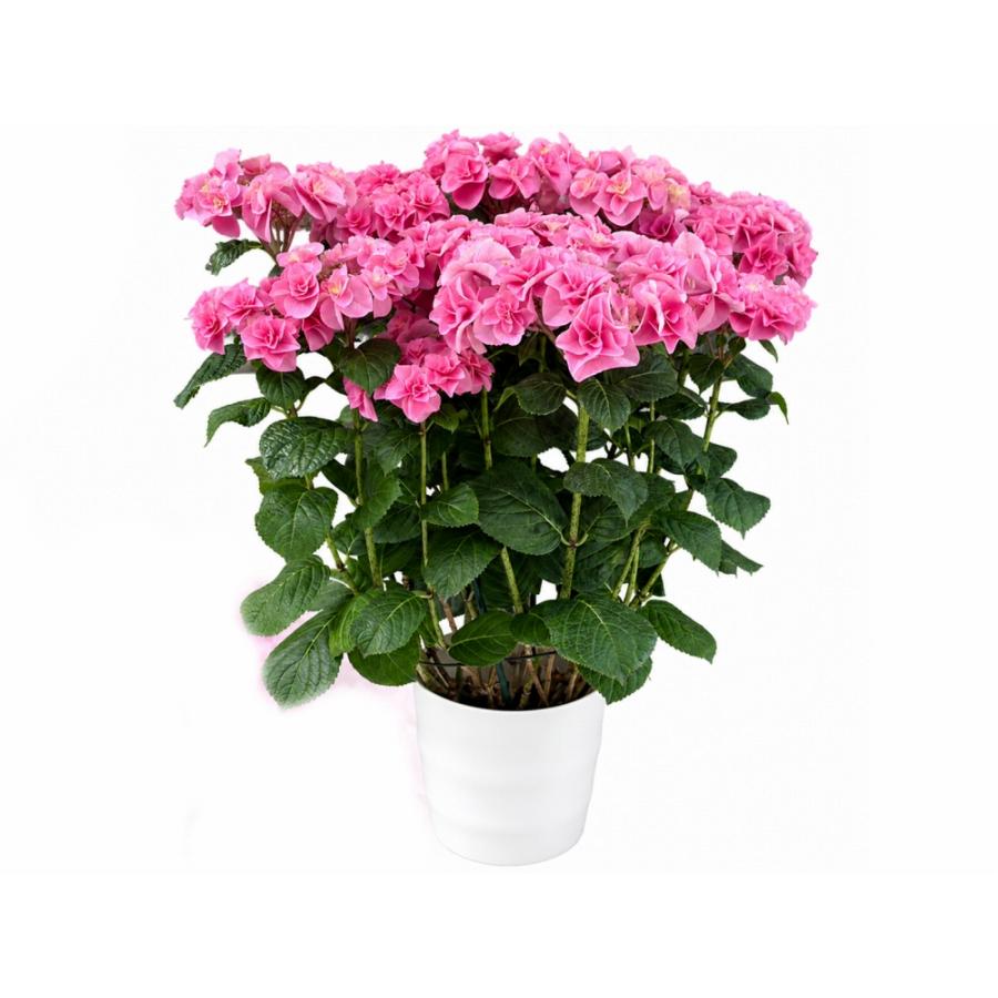 最高の晩餐 送料無料 生産直送 あじさい 鉢植え 7号鉢サイズ fw-4h