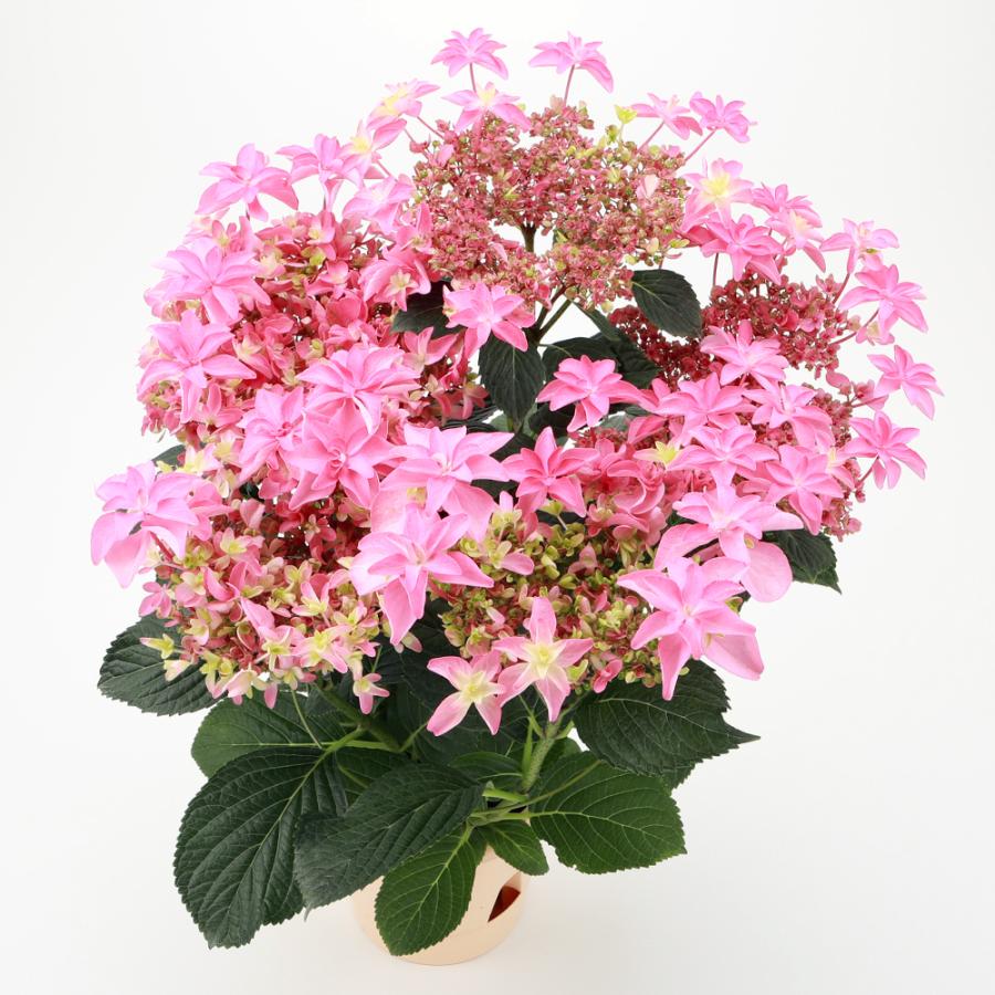 桜花乱舞 送料無料 生産直送 あじさい 鉢植え4号・ 5号鉢サイズ fw-4k