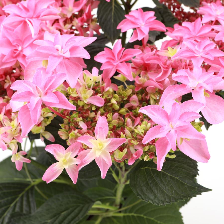 桜花乱舞 送料無料 生産直送 あじさい 鉢植え4号・ 5号鉢サイズ fw-4k