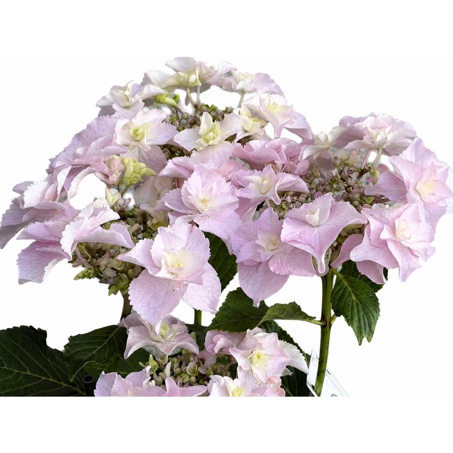 巡恋花 送料無料 生産直送 あじさい 鉢植え 4号鉢サイズ fw-4m
