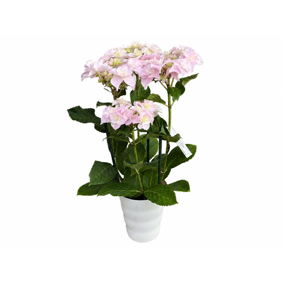 巡恋花 送料無料 生産直送 あじさい 鉢植え 4号鉢サイズ fw-4m