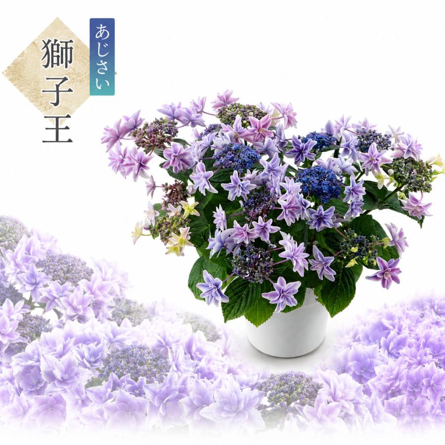 獅子王 送料無料 生産直送 あじさい 鉢植え 4号・5号鉢サイズ fw-20-1