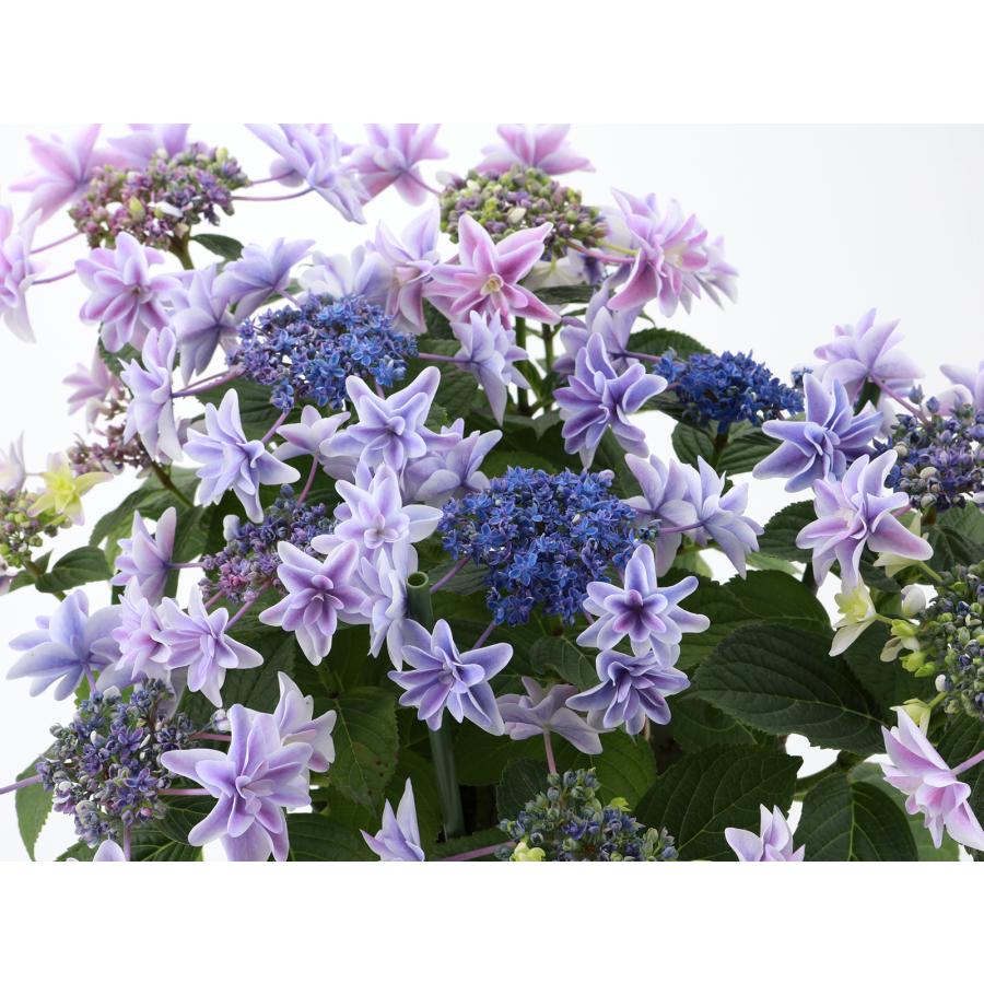 鉢植え Amazon｜あじさい 【特選】　アジサイ　4種7鉢　紫陽花 も*読様 フラワー (万華鏡 5号鉢 紫陽花 アジサイ 鉢花