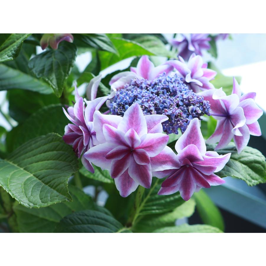 獅子王 送料無料 生産直送 あじさい 鉢植え 4号・5号鉢サイズ fw-20-1