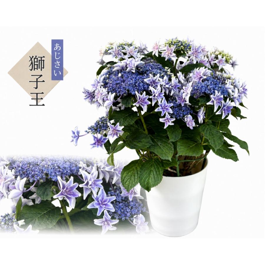 獅子王 送料無料 生産直送 あじさい 鉢植え 7号鉢サイズ fw-20-3