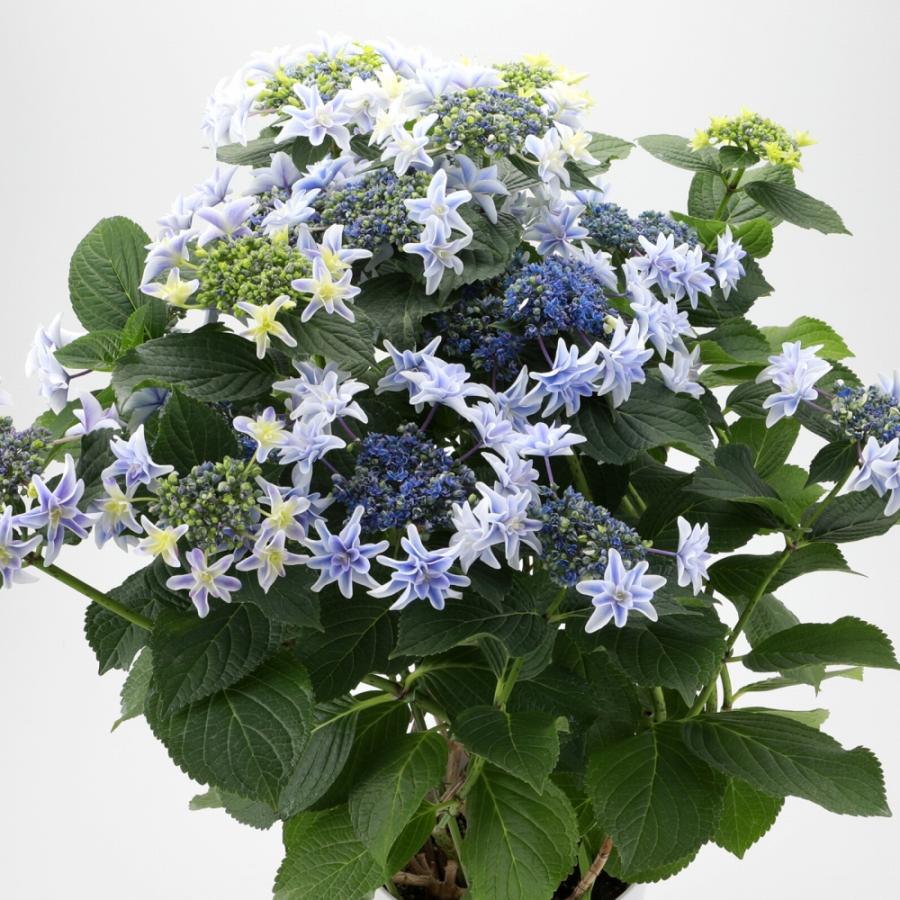 獅子王 送料無料 生産直送 あじさい 鉢植え 7号鉢サイズ fw-20-3