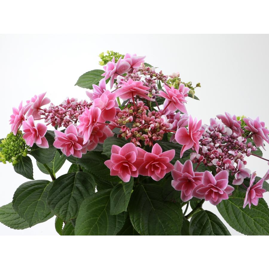 女神降臨 送料無料 生産直送 あじさい 鉢植え 4号・5号鉢サイズ fw-21