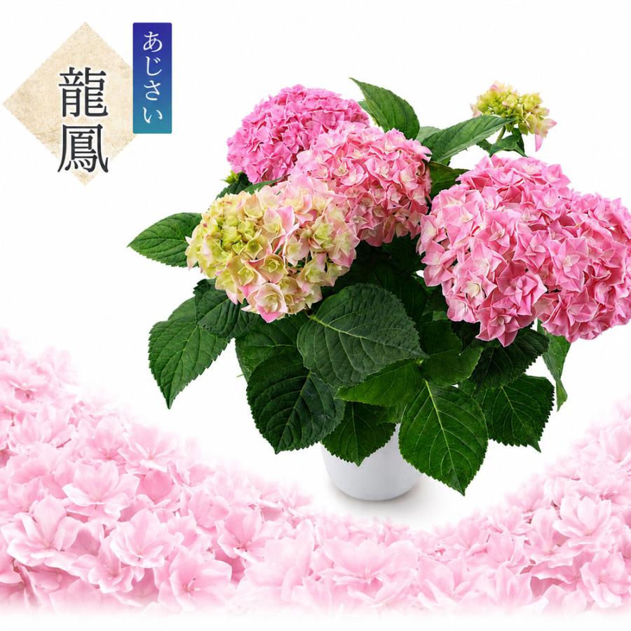 龍鳳 送料無料 生産直送 あじさい 鉢植え 4号・5号鉢サイズ fw-22-1