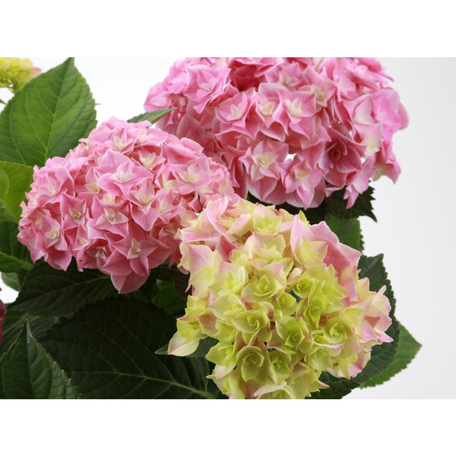 龍鳳 送料無料 生産直送 あじさい 鉢植え 4号・5号鉢サイズ fw-22-1