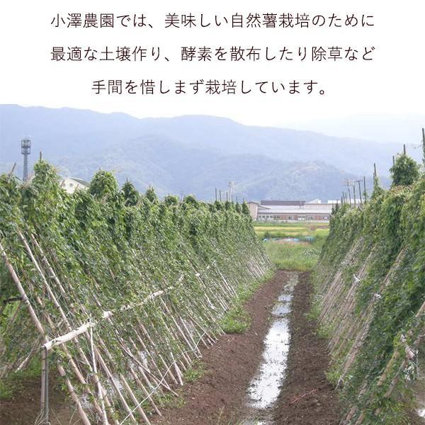 自然薯 カット 400g 滋賀県 長浜市 高月産 強い粘り 滋養強壮 伸び 老化防止 山芋 送料無料【売り切れました】 |  | 02